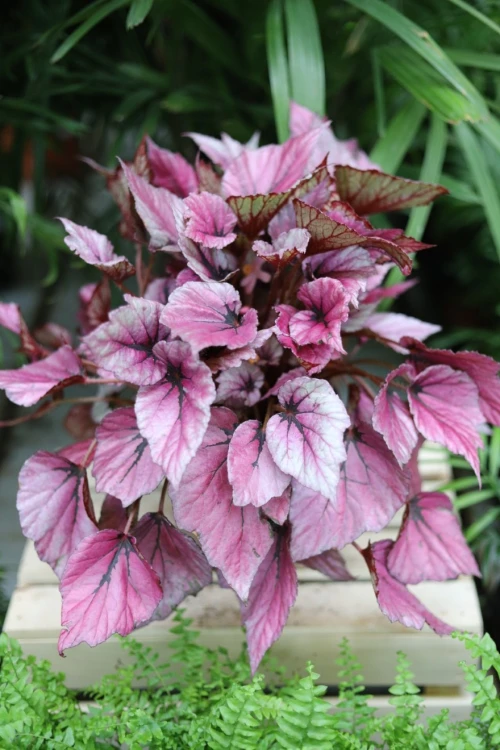 Begonia rex ‘Indian Summer’ (2).JPG