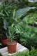 Dieffenbachia Galaxy XL (2).JPG