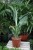 Dieffenbachia Galaxy XL (1).JPG