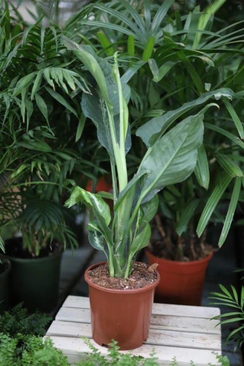 Dieffenbachia Galaxy XL (1).JPG