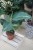 Dieffenbachia Galaxy XL (3).JPG