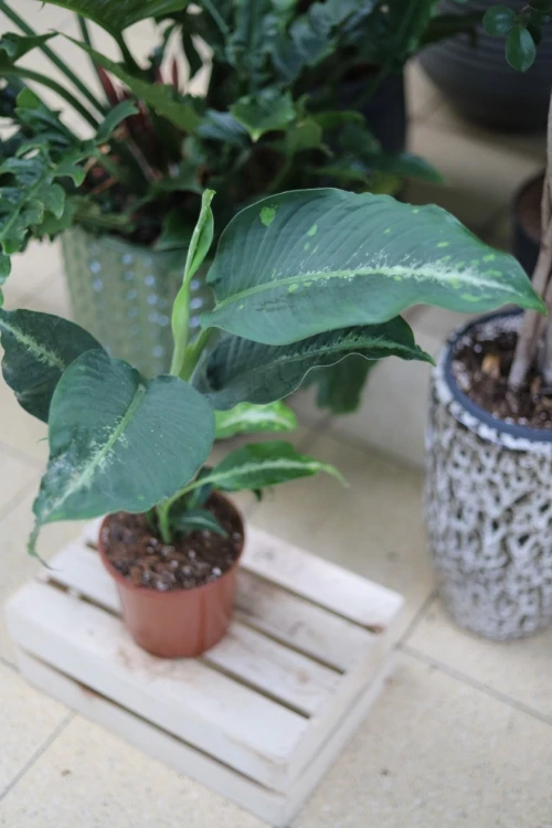 Dieffenbachia Galaxy XL (3).JPG