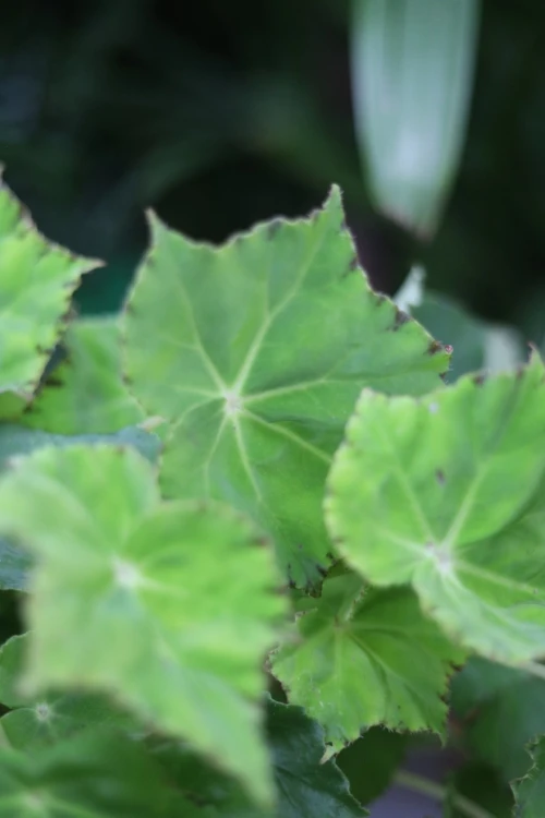 begonia lima love (3).JPG