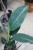 Dieffenbachia Galaxy XL (4).JPG