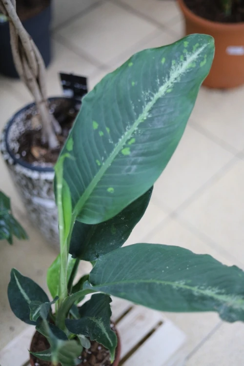 Dieffenbachia Galaxy XL (4).JPG