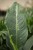 Dieffenbachia Galaxy XL (5).JPG