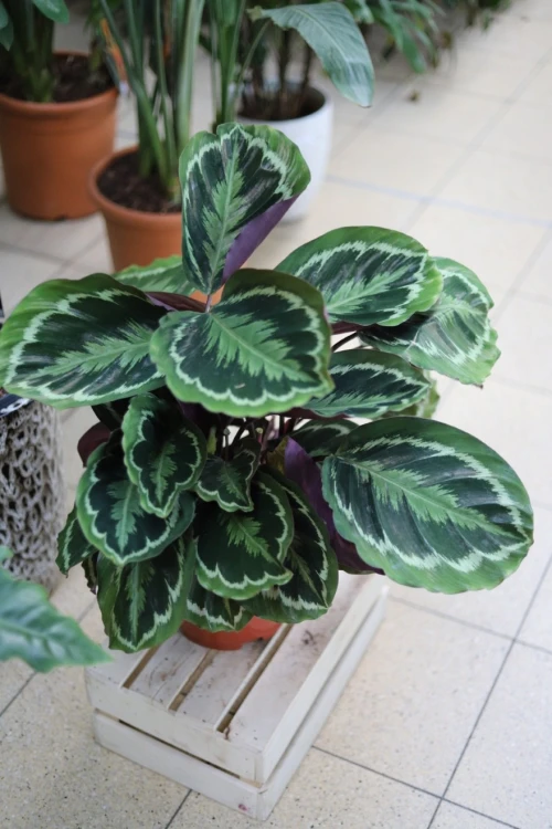 Calathea Medallion XL (Kalatea) (4).JPG