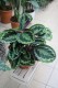 Calathea Medallion XL (Kalatea) (4).JPG