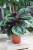 Calathea Medallion XL (Kalatea) (1).JPG