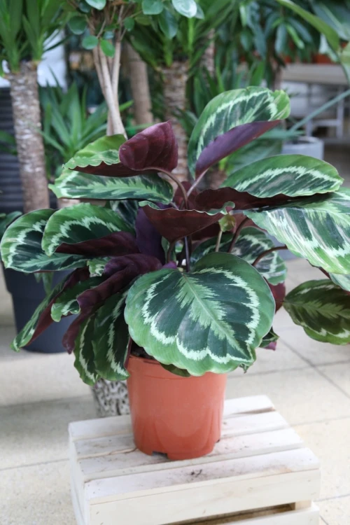 Calathea Medallion XL (Kalatea) (1).JPG