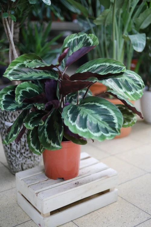 Calathea Medallion XL (Kalatea) (2).JPG