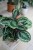 Calathea Medallion XL (Kalatea) (3).JPG