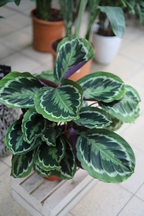 Calathea Medallion XL (Kalatea) (3).JPG