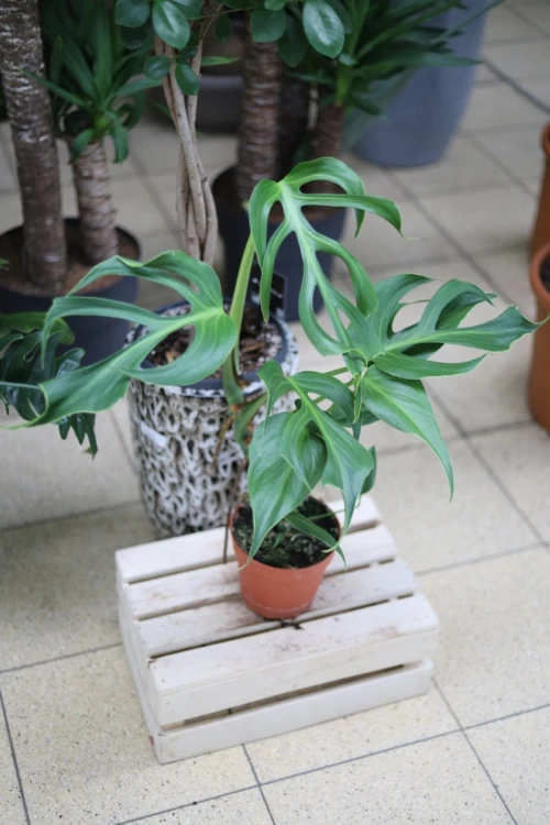 Monstera ‘Burle Marx Flame’ (2).JPG