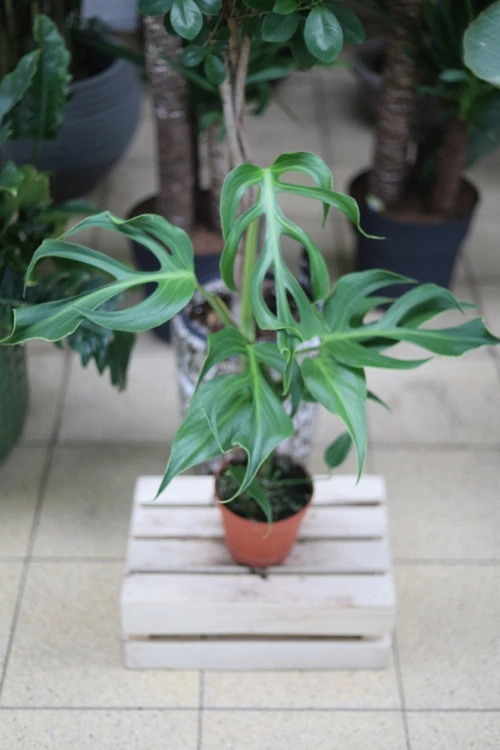 Monstera ‘Burle Marx Flame’ (3).JPG