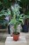 Monstera ‘Burle Marx Flame’ (4).JPG