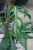 Monstera ‘Burle Marx Flame’ (6).JPG