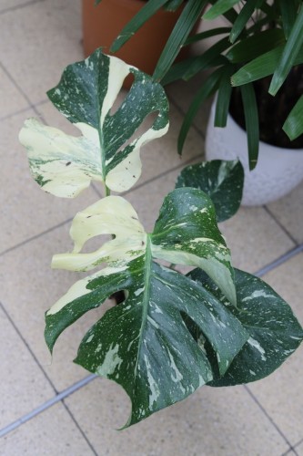 Monstera Thai Constellation XL #2 (2).JPG