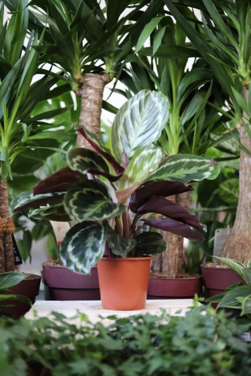 Calathea Medallion