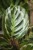 Calathea Medallion to wyjątkowa roślina doniczkowa o okrągłych liściach z zielono-srebrnym wzorem i bordowym spodem – idealna do domu i biura.