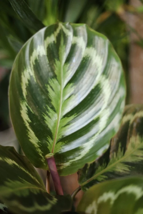 Calathea Medallion to wyjątkowa roślina doniczkowa o okrągłych liściach z zielono-srebrnym wzorem i bordowym spodem – idealna do domu i biura.