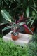 Stromante sanguinea 'Triostar' M (1).JPG
