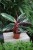 Stromante sanguinea 'Triostar' M (2).JPG