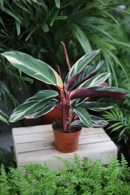 Stromante sanguinea 'Triostar' M (2).JPG