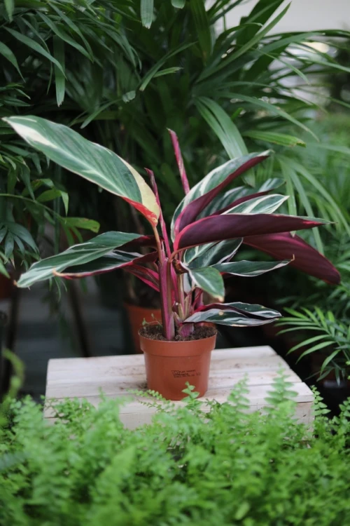 Stromante sanguinea 'Triostar' M (3).JPG