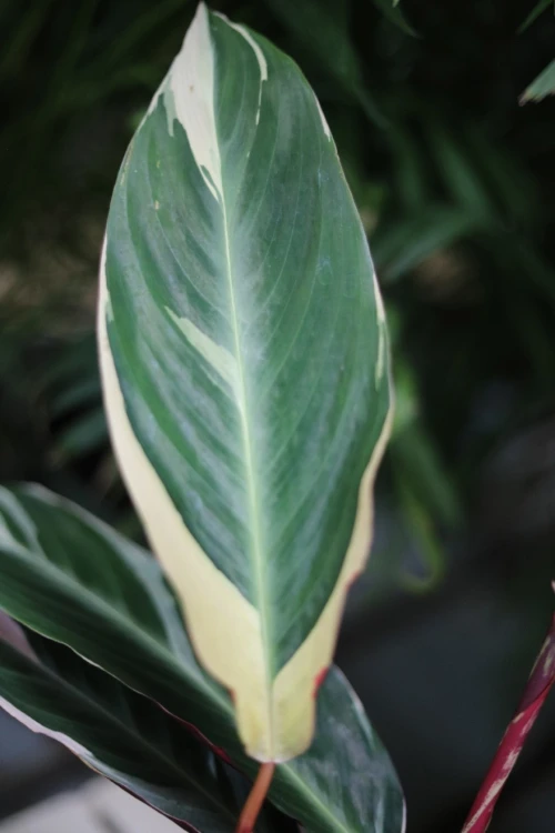 Stromante sanguinea 'Triostar' M (4).JPG