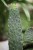 Opuntia rubescens Consolea (2).JPG