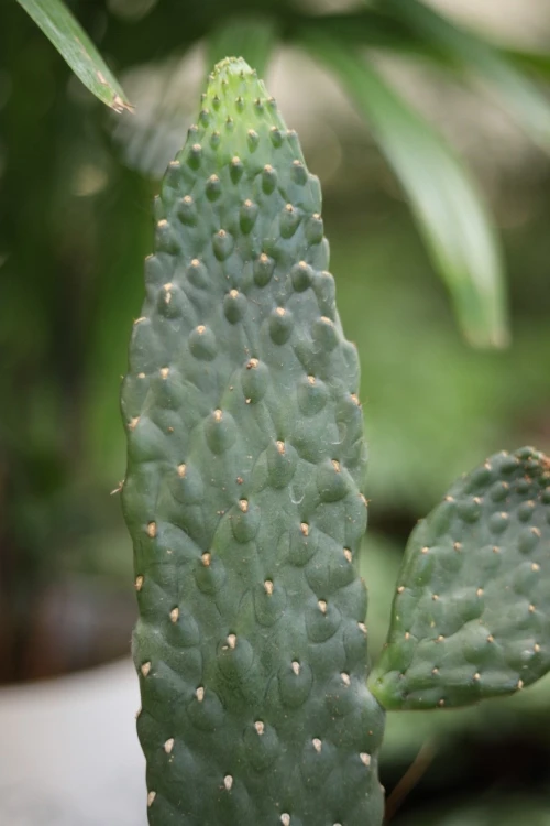 Opuntia rubescens Consolea (2).JPG