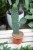 Opuntia rubescens Consolea (1).JPG