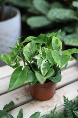 Epipremnum Lemon Joy (1).JPG
