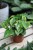 Epipremnum Lemon Joy (1).JPG