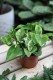 Epipremnum Lemon Joy (1).JPG