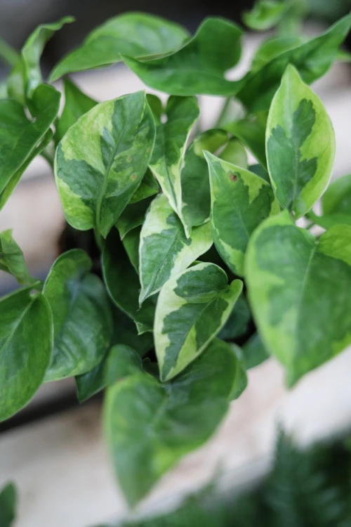 Epipremnum Lemon Joy (2).JPG