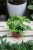 Epipremnum Lemon Joy (3).JPG