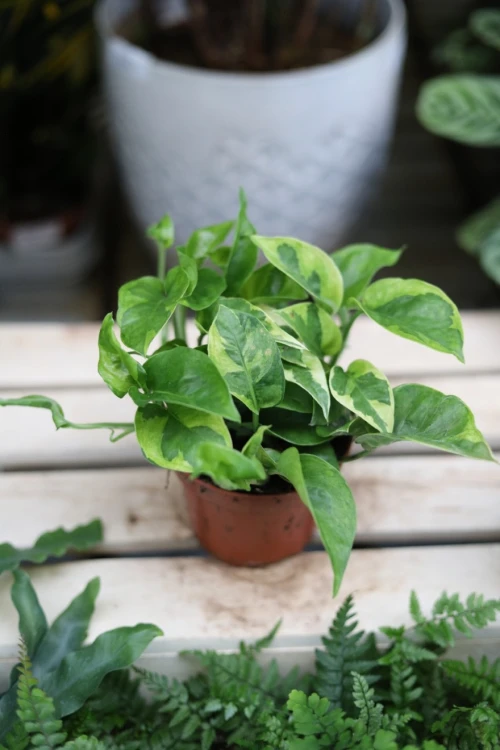 Epipremnum Lemon Joy (3).JPG