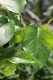 Epipremnum aureum Jungle Star (1).JPG
