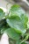 Epipremnum aureum Jungle Star (2).JPG