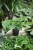 Epipremnum aureum Jungle Star (3).JPG