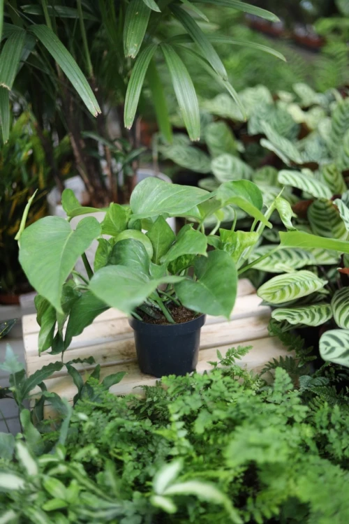 Epipremnum aureum Jungle Star (3).JPG