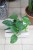 Epipremnum aureum Jungle Star (4).JPG