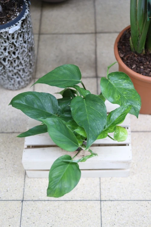 Epipremnum aureum Jungle Star (4).JPG