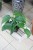 Epipremnum aureum Jungle Star (5).JPG