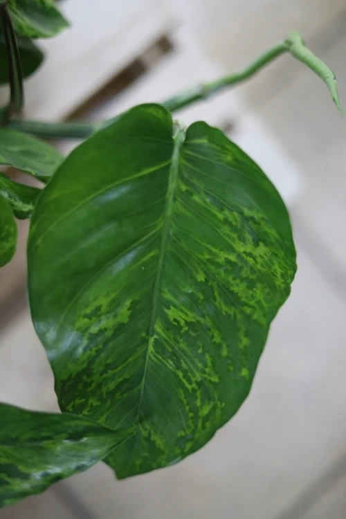 Epipremnum aureum Jungle Star (6).JPG