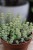 Crassula marnieriana Hottentot (1).JPG