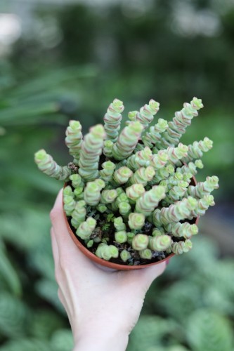 Crassula marnieriana Hottentot (2).JPG