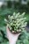 Crassula marnieriana Hottentot (2).JPG